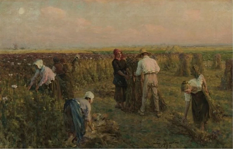 La raccolta del papavero da olio